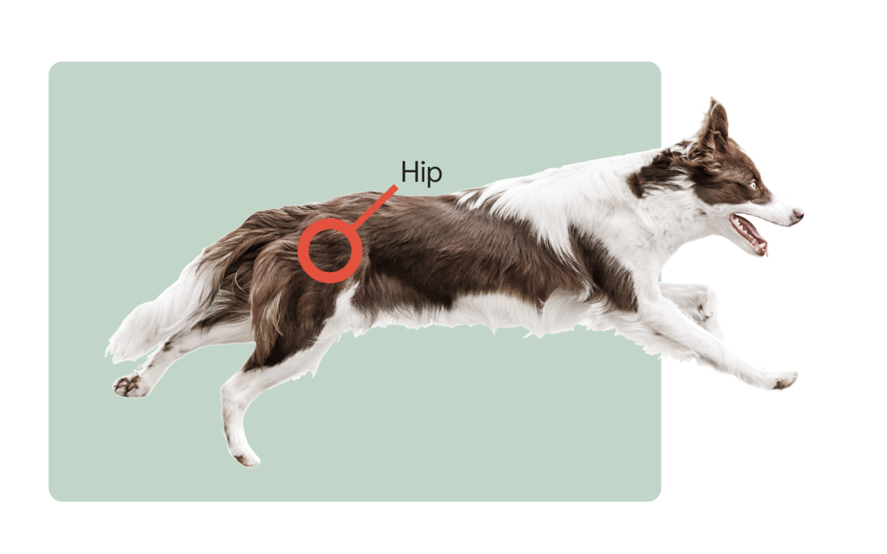 Hip replacement in companion animals can restore their mobility and enable pain-free living.