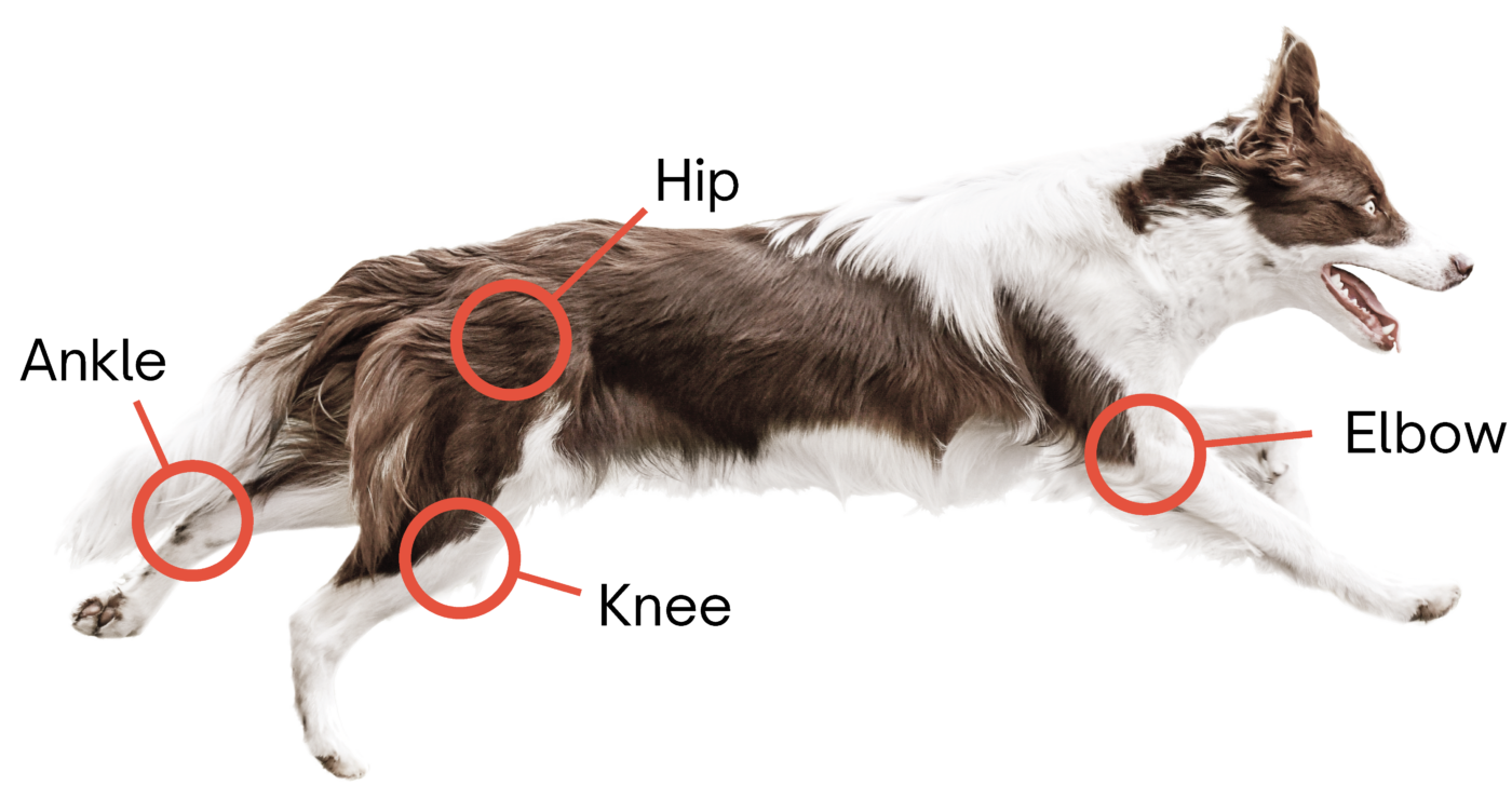 There are surgical solutions for Elbows, Knees, Ankles, and Hips. Learn more about these options for addressing osteoarthritis from the innovators of Movora.